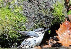 ゴジュウカラの水浴び