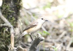 ノビタキ♀