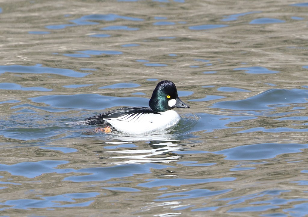 ホオジロガモ♂