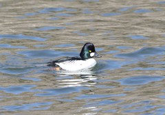 ホオジロガモ♂