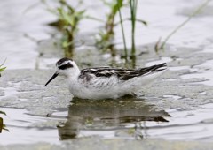 アカエリヒレアシシギ　幼鳥