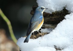 雪の中のルリビタキ