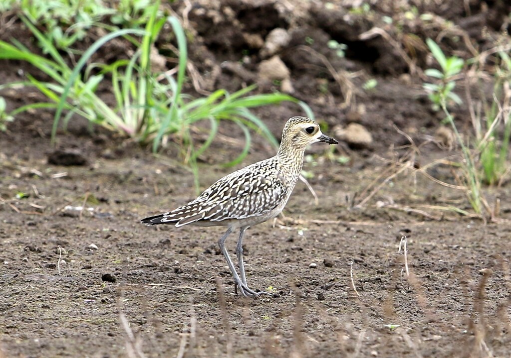ダイゼン幼鳥かな