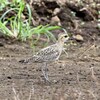 ダイゼン幼鳥かな