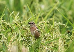 刈り入れ間近の田んぼのノビタキ