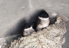 イワツバメ　その２
