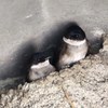 イワツバメ　その２