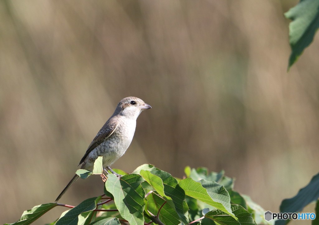シマアカモズその２