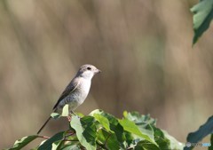 シマアカモズその２