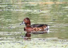 可なりの珍鳥。メジロガモ