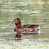 可なりの珍鳥。メジロガモ
