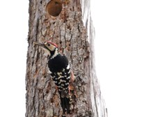 森林公園の小鳥たち　オオアカゲラ♂