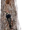 森林公園の小鳥たち　オオアカゲラ♂