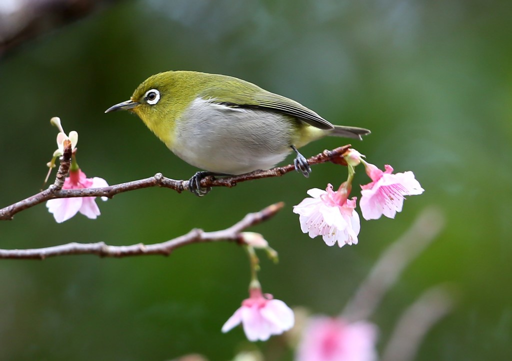 リュウキュウメジロ