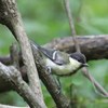 シジュウカラ　若