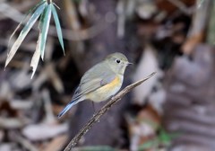 ルリビタキ♀か若？