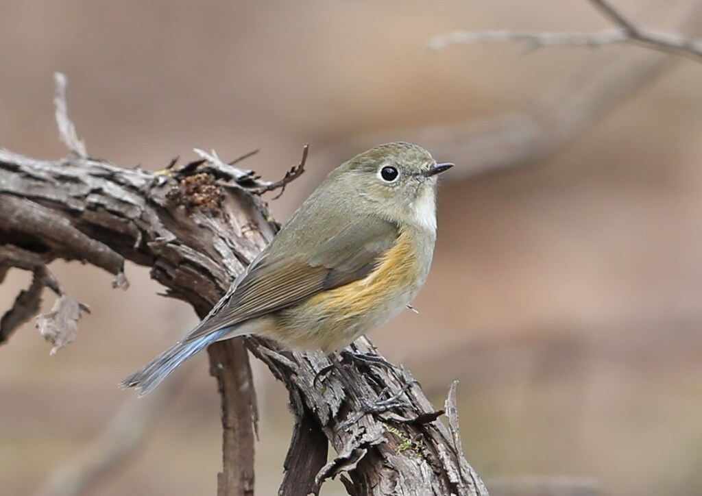 ルリビタキ♀