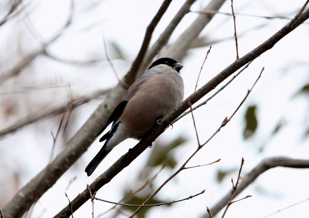 アカウソ　女子