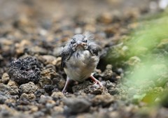 緊急脱出　キセキレイ雛