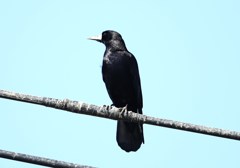 コクマルカラス　まっくろくろすけ