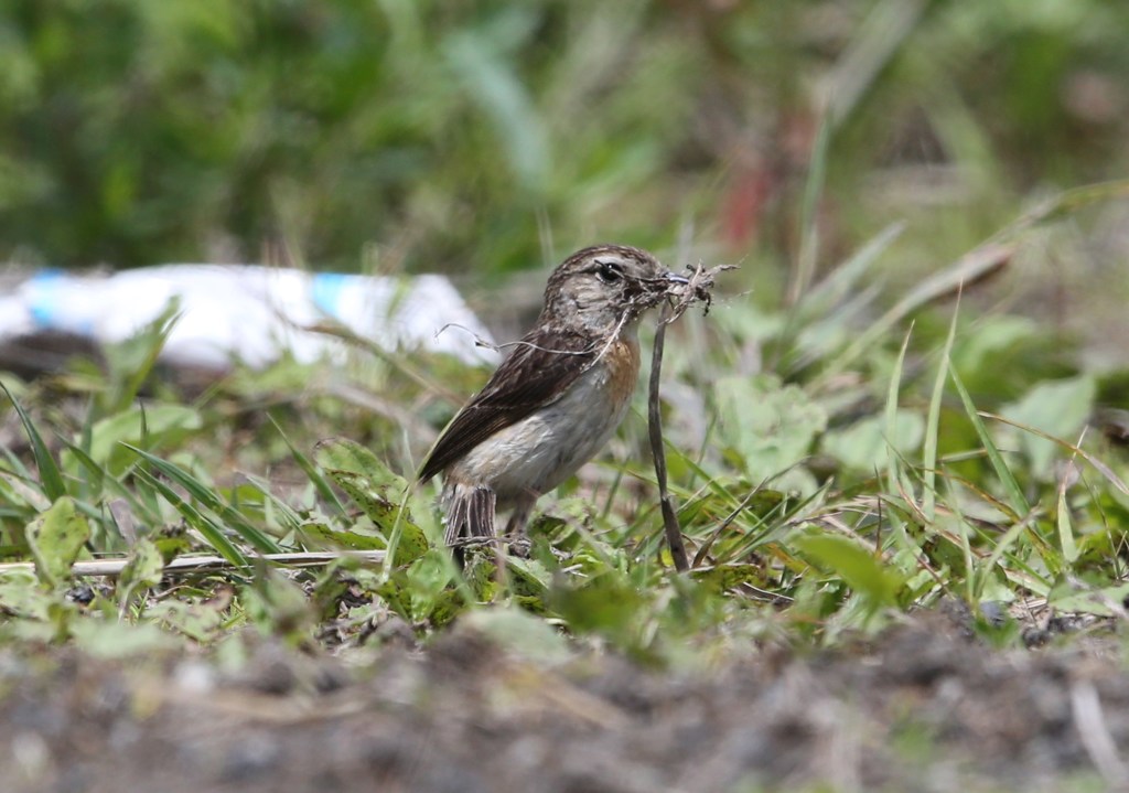 ノビタキ♀