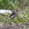 ノビタキ♀