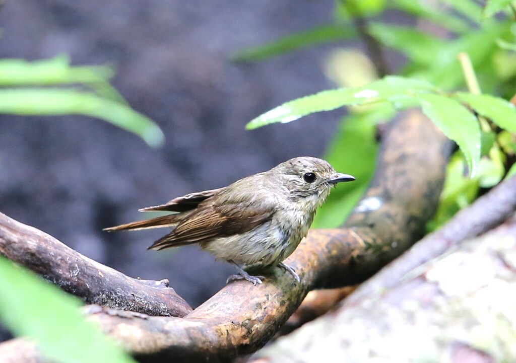 キビタキ♀
