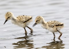 すぐ近くにセイタカシギの雛が