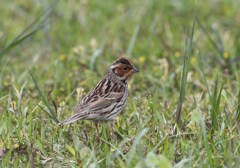 コホウアカ