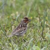 コホウアカ