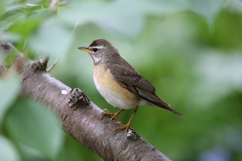 孤島の小鳥たち　マミチャジナイ
