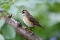孤島の小鳥たち　マミチャジナイ