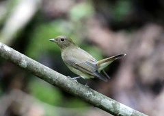 オオルリ♀