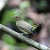オオルリ♀