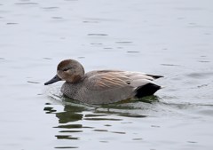 オカヨシガモ♂