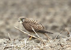 狩り成功コチョウゲンボウ
