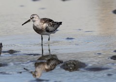 オバシギ幼鳥かな