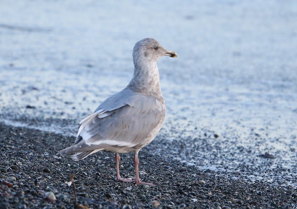 どうなんはどうなん？　番外　ワシカモメ