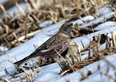 やっと来ましたハギマシコ