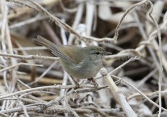 こちらがウグイスさん