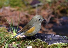 ルリビタキ　♂の幼鳥