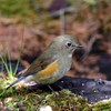ルリビタキ　♂の幼鳥