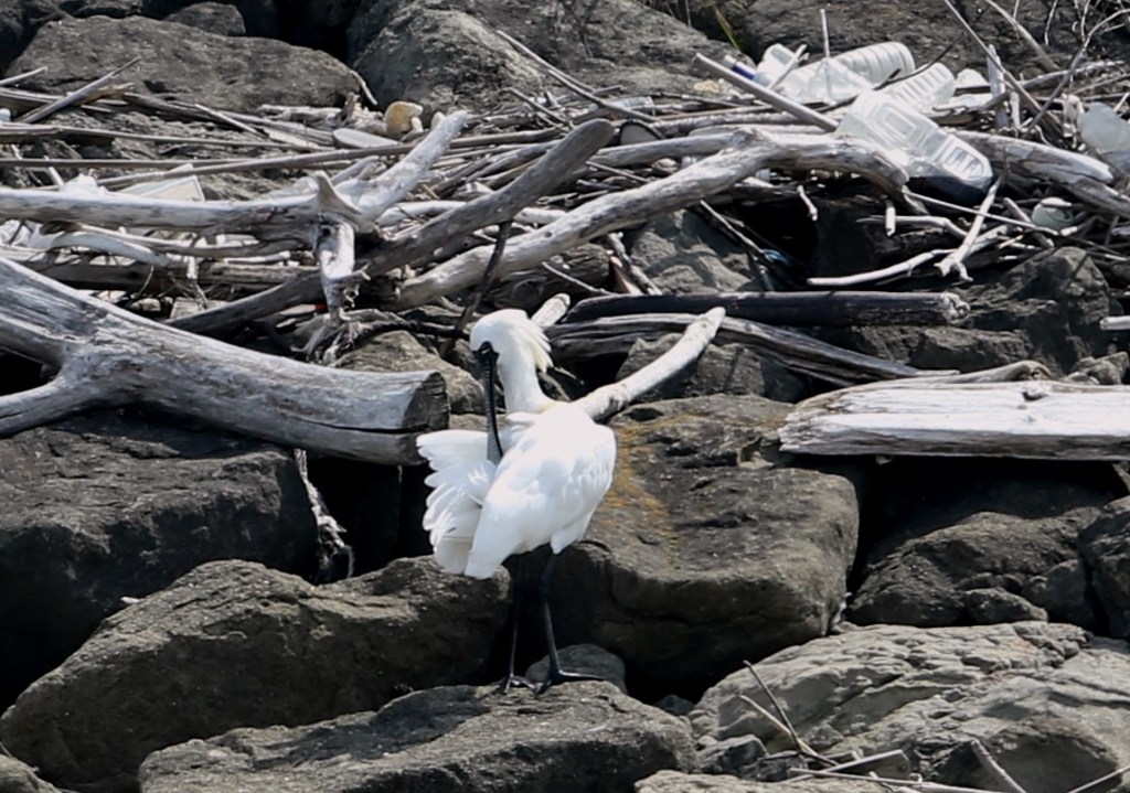 クロツラヘラサギ