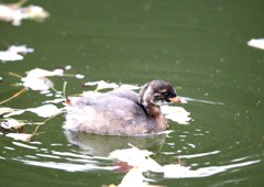 カイツブリ若