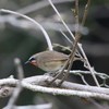 ノゴマ