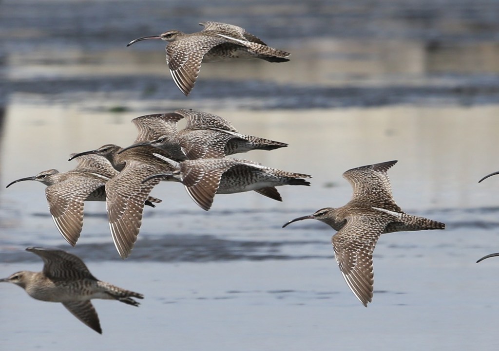 飛びますチュウシャクシギ