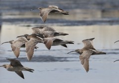 飛びますチュウシャクシギ