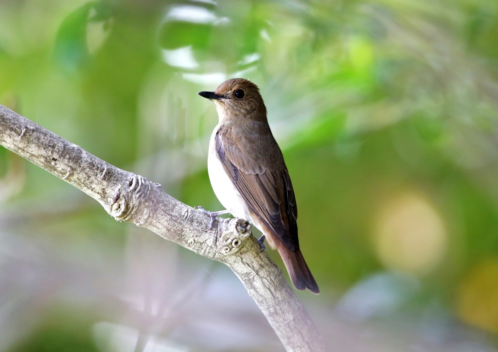 追加アップ　オオルリ♀