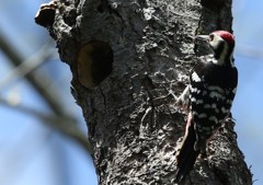 戸隠にて　オオアカゲラ♂