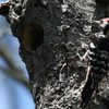 戸隠にて　オオアカゲラ♂